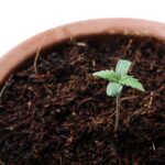 New Survey Indicates Strong Support Among Americans for Legalizing Home Cannabis Cultivation Close up of a young marijuana plant in a pot. Cannabis home growing survey