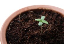 New Survey Indicates Strong Support Among Americans for Legalizing Home Cannabis Cultivation Close up of a young marijuana plant in a pot. Cannabis home growing survey