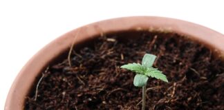 New Survey Indicates Strong Support Among Americans for Legalizing Home Cannabis Cultivation Close up of a young marijuana plant in a pot. Cannabis home growing survey
