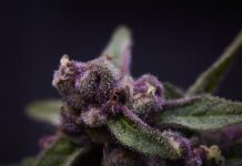 In-House Genetics: Creating Your Brand Legacy Pink Jesus Sonoma Hills Farm mg Magazine