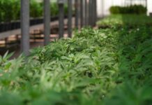 Industrial Hemp Market Set to Surge to $25.7 Billion by 2034 commercial hemp farm showing small green leaves growing for commercial applications