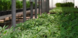 Industrial Hemp Market Set to Surge to $25.7 Billion by 2034 commercial hemp farm showing small green leaves growing for commercial applications
