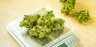 New Federal Weight Guidelines Address Deceptive Cannabis Packaging Cones,Of,Cannabis,Flowers,On,The,Scales.,Measuring,Of,Buds