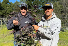 Breeding Brilliance: How to Create Your Own Cannabis Genetics John Casali (left) and Jason Gellman with Whitethorn Rose cannabis genetics
