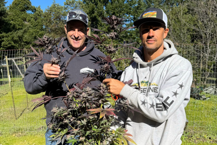 John Casali (left) and Jason Gellman with Whitethorn Rose cannabis genetics