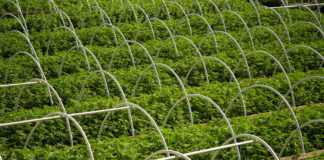 10 Ideas to Maximize Plant Yields Outdoor cannabis cultivation with hoops