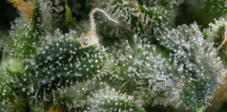 Unlocking the Immense Potential of Rare Cannabinoids rare cannabinoids macro shot of cannabis active ingredients
