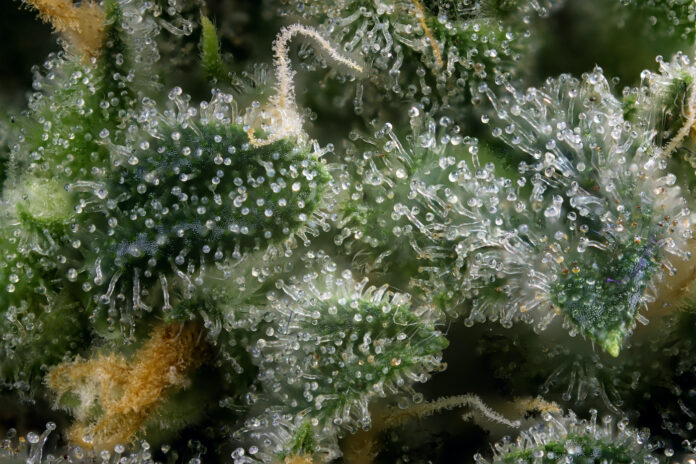 rare cannabinoids macro shot of cannabis active ingredients