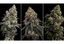 These Seeds Will Replace Clones Phylos 3 new varieties