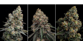 These Seeds Will Replace Clones Phylos 3 new varieties