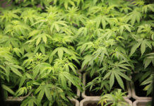 Seeds vs. Clones Cannabis leaves. Growing Cannabis. Medical marijuana cultivation. Alternative herbal medicine, Cannabis farm