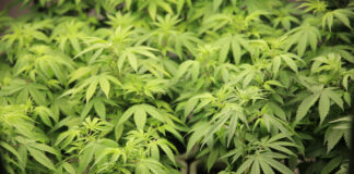 Seeds vs. Clones Cannabis leaves. Growing Cannabis. Medical marijuana cultivation. Alternative herbal medicine, Cannabis farm