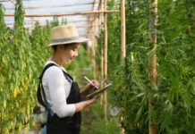 7 Hot Jobs in the Cultivation Sector Cannabis worker with tablet in field by prathanchorruangsak mg Magazine