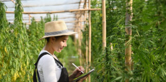 7 Hot Jobs in the Cultivation Sector Cannabis worker with tablet in field by prathanchorruangsak mg Magazine