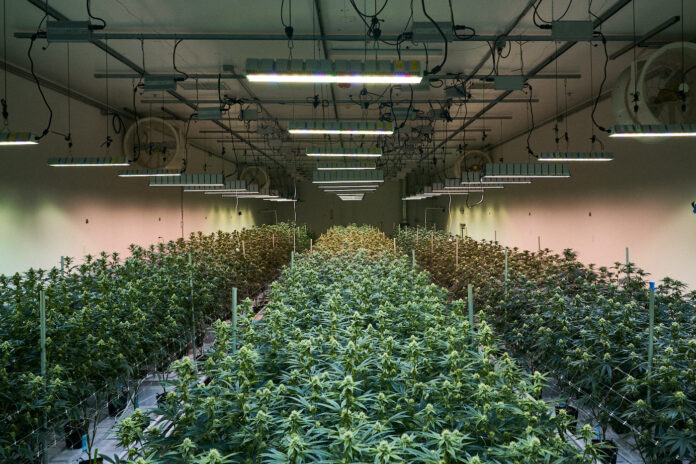 indoor grow grow room with rows of f1 hybrids