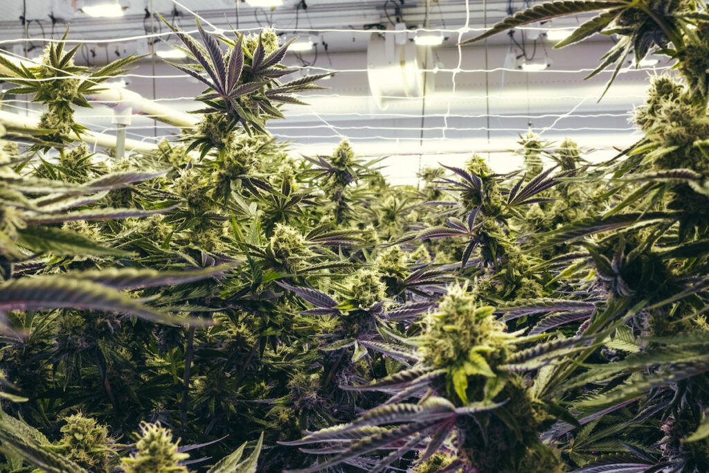 Connected cannabis live plants under light