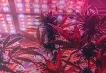 How UV, Far-Red, and Under-Canopy Lights Are Shaping Cannabis Cultivation cannabis under red grow lights by vasilevkirill mg Magazine