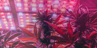 How UV, Far-Red, and Under-Canopy Lights Are Shaping Cannabis Cultivation cannabis under red grow lights by vasilevkirill mg Magazine