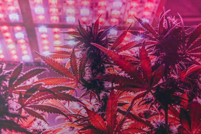 cannabis under red grow lights by vasilevkirill mg Magazine