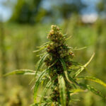 Physics-Based Modeling Identifies Cross-Pollination Vulnerabilities for Hemp Farms hemp plant in field by Dan Mirolli for Virginia Tech