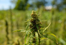 Physics-Based Modeling Identifies Cross-Pollination Vulnerabilities for Hemp Farms hemp plant in field by Dan Mirolli for Virginia Tech