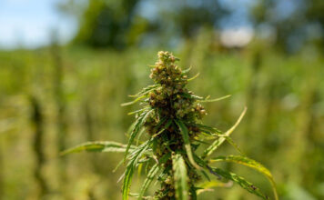 hemp plant in field by Dan Mirolli for Virginia Tech