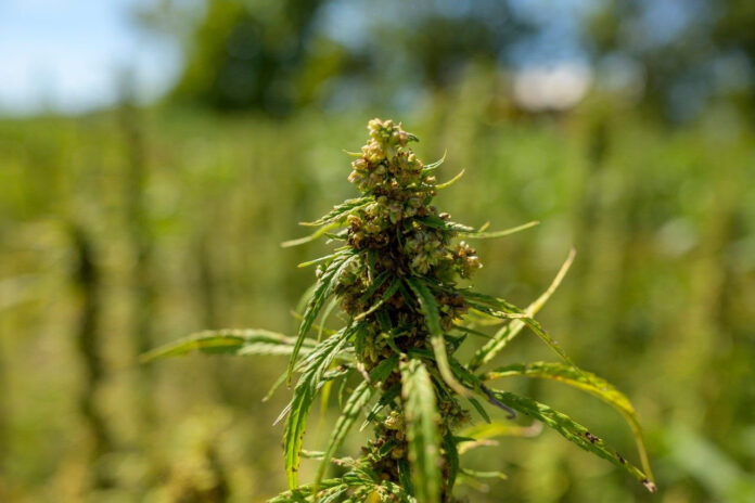 hemp plant in field by Dan Mirolli for Virginia Tech