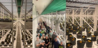 Reborn Eaze Plants First Crop in Florida Eaze
