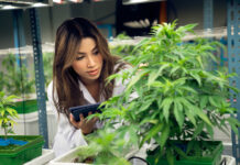 Improving Air Quality in Indoor Cannabis Grows woman working in indoor cannabis grows by BiancoBlue mg Magazine