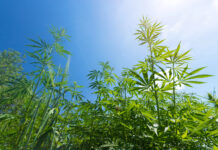 Breakout Cannabis Cultivation Products for 2025 cannabis cultivation by ml1413 mg Magazine
