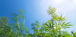 Breakout Cannabis Cultivation Products for 2025 cannabis cultivation by ml1413 mg Magazine