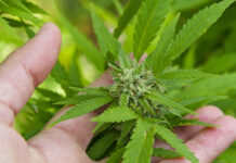 6 Top Professional Cannabis Nutrient Companies and Lines cannabis nutrients bud by ondacaracola mg Magazine