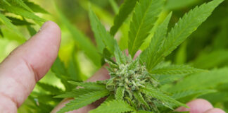 6 Top Professional Cannabis Nutrient Companies and Lines cannabis nutrients bud by ondacaracola mg Magazine