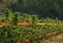 The Hottest Cannabis Strains of 2025 – What Growers Need to Know FooDoo HSC