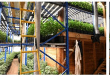 RCMP Dismantles Large Illegal Cannabis Network RCMP dismantles illegal grow operation