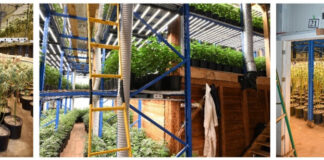 RCMP Dismantles Large Illegal Cannabis Network RCMP dismantles illegal grow operation