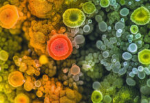 Cannabis Remediation Equipment: RF, X-Ray, and Ozone Solutions microbial-contamination-cannabis-cultivation