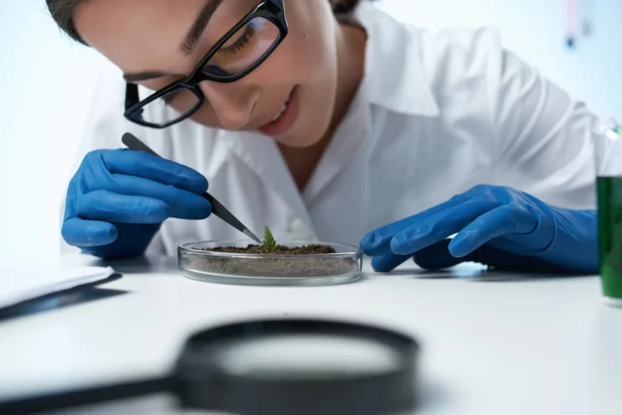 scientist examines tissue culture clone cannabis plant by ShotStudio mg Magazine