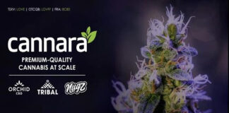 Cannara Biotech Delivers Q2 Results Cannara Biotech Delivers Q2 Results