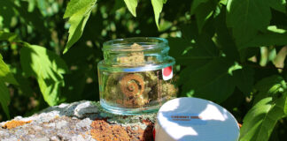 Cannabis Packaging Solutions: Design, Compliance, and Sustainability In The Flow Chemmy Jones cannabis flower in a clear glass jar with white lid designed and manufactured by Sana Packaging, displayed outdoors on a mossy rock.