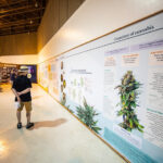 CA State Fair’s Cannabis Exhibit Returns Bigger and Louder Than Ever CA State Fair’s Cannabis Exhibit Returns Bigger and Louder Than Ever