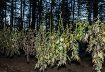 Regenerative Cannabis Farming Blossoms in the Emerald Triangle Freshly harvested cannabis plants hang upside down to dry in a forest clearing, illustrating regenerative farming practices in Northern California’s Emerald Triangle.
