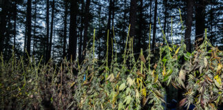 Regenerative Cannabis Farming Blossoms in the Emerald Triangle Freshly harvested cannabis plants hang upside down to dry in a forest clearing, illustrating regenerative farming practices in Northern California’s Emerald Triangle.