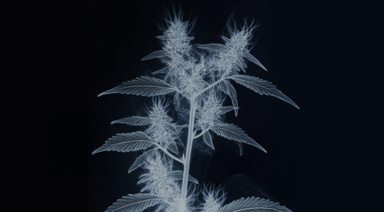 Why X-Rays Beat Gamma Rays for Cannabis Decontamination