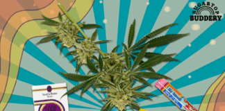 THC Therapeutics Inc. Acquires SugarTop Buddery THC Therapeutics Inc. Acquires SugarTop Buddery