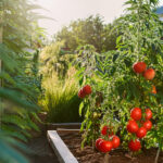 Cannabis: The Gateway to Tomatoes? New Survey Says Yes Cannabis: The Gateway to ... Tomatoes?