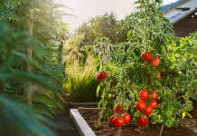 Cannabis: The Gateway to Tomatoes? New Survey Says Yes Cannabis: The Gateway to ... Tomatoes?