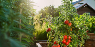 Cannabis: The Gateway to Tomatoes? New Survey Says Yes Cannabis: The Gateway to ... Tomatoes?