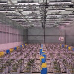 FOHSE, Innexo Partner on Cannabis Cultivation Research unnamed (6)