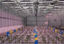 FOHSE, Innexo Partner on Cannabis Cultivation Research unnamed (6)